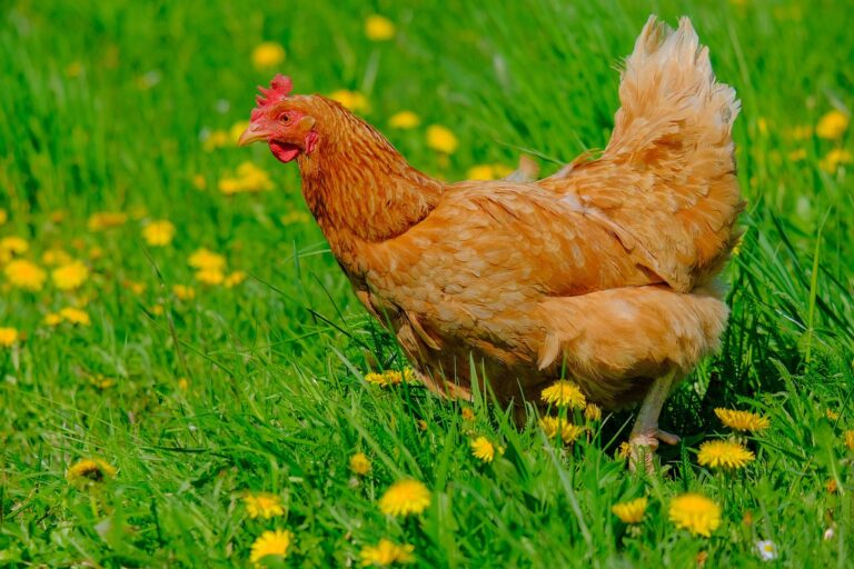 Read more about the article How Much Space Do Free-Range Chickens Need? A Practical Guide